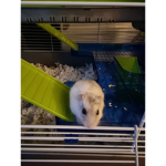 Jack gamer loves hamsters!