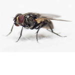 Gnomy Muchy