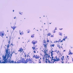 Lavender..Sweets