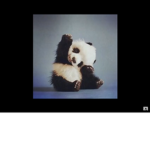 We love pandas we join if we are carefull and kind