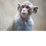Fronky Monky