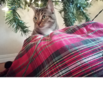 #CatsGang