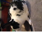 The Gang for Rabbit$