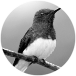 Hummingbird