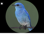TweeterFanClub