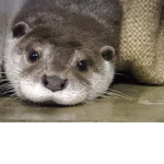 Fantastic Otters Group!!!