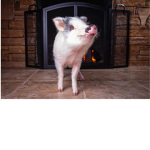 Ayo join if you a god at piggy