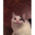 The ultimate funny meme group