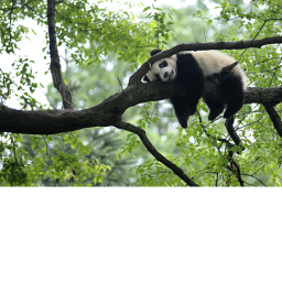 panda thing
