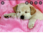 ThepuppyArmy