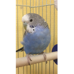 Ananasiki