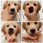 Dog gamers <3