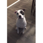 Big dog fan group