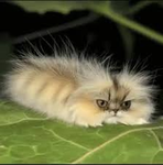 Caterpillar Cat UGC