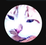Cats/My group