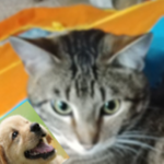 KittyCat's Group