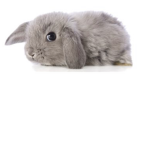 Bunny’s for life ya