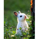 Fluffy Bunnys <3