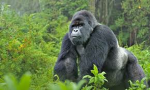 The Gorillas.