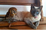 Emily’s Owl or cat team club