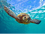 Turtle budies