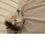 Guinea Pig fan page