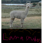 Llama Studios...