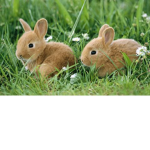 BUNNIESFORGOODPLAYERS
