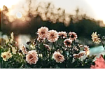 Flowers are love
