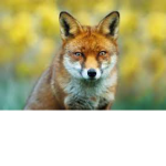 I :heart: Foxes!