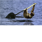 NARWHALS AND SLOTHS ARE AWESOME!!!