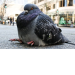 Pigeon sqaud