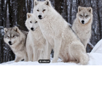 wolf howl gang
