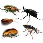 The Beetles RDC 2019