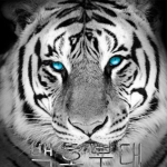 [백호부대 the Whiye Tiger Army]