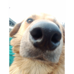 Dogland.