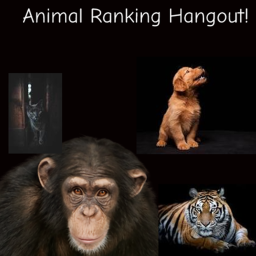 Animal Ranking Hangout