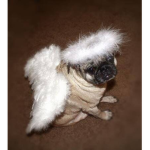 The Agency pug