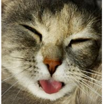 Cats forever in life