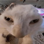 Waving Cats