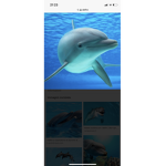 Delfini di Roblox