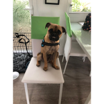 The doggo natĺon
