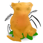 Amber Bingus