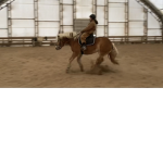 ROXY THE HORSE FANCLUB
