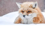 - The Fox Coalition -
