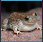 The toad castle