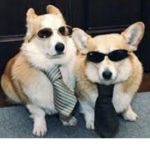 CORGI ######