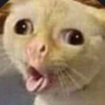Pls talk about your cats or random cats