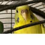 The Budgie Buddies
