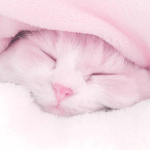 cottoncandyys